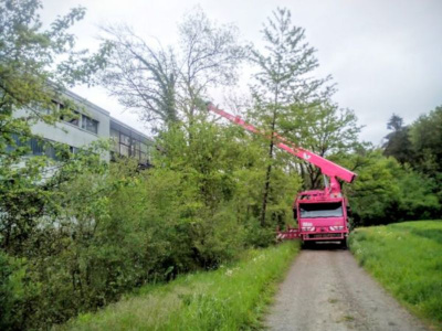 Vorsicht beim Fällen von kranken Eschen