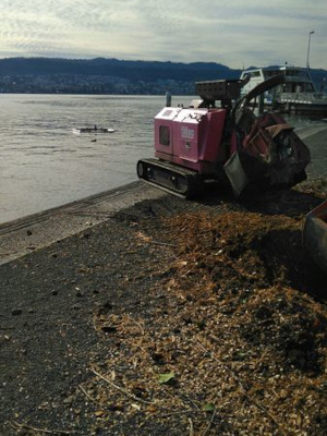 Fällarbeiten Seeanlage Meilen