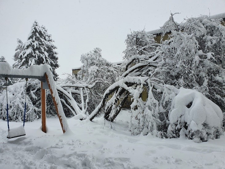 Baumbestandpflege im Winter!