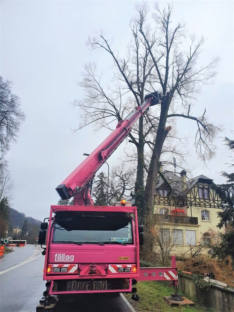 Sicherheitsfällung einer grossen Silberweide