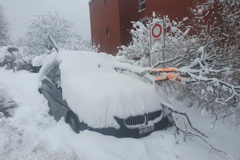 Baumbestand Ast auf Auto