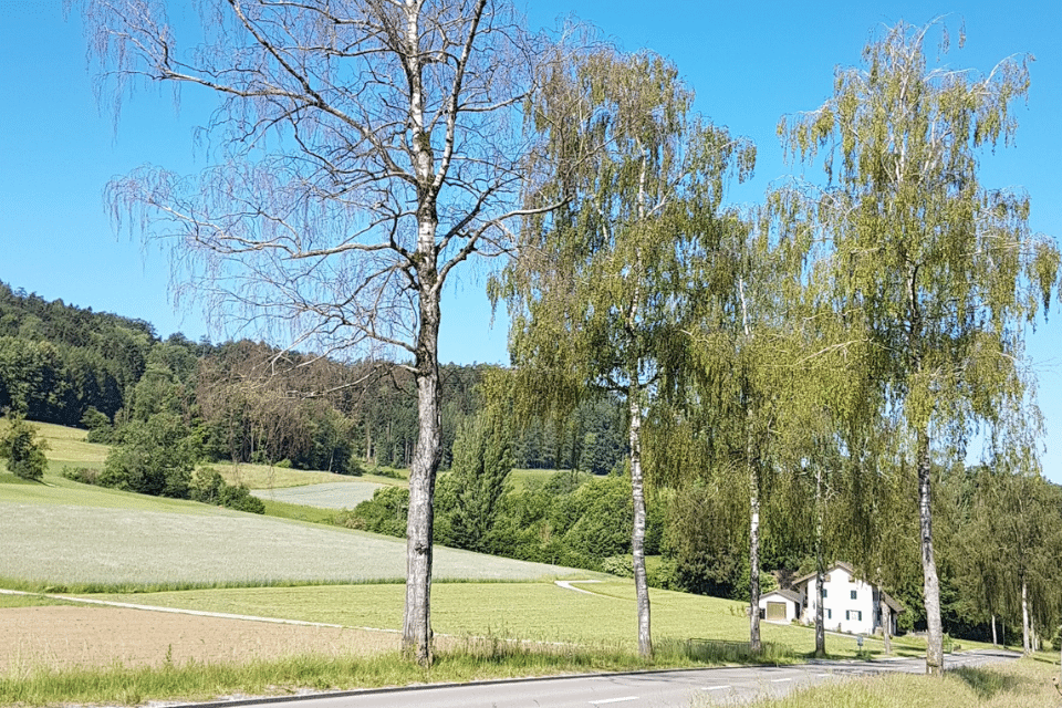 Vorbereitung Baumbestand