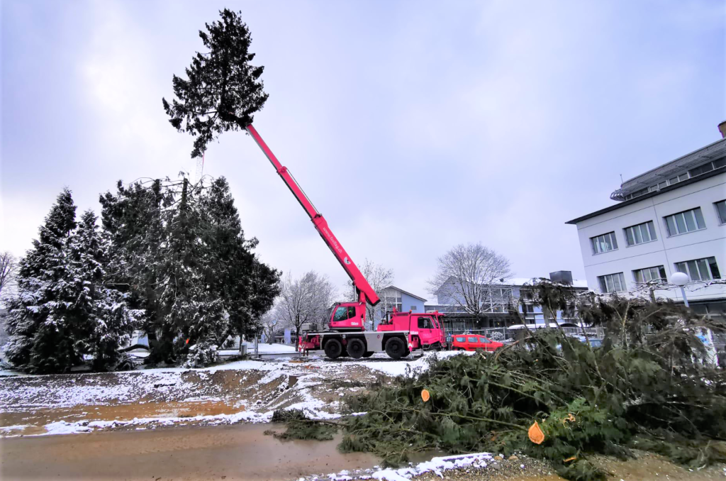 Bäume fällen bei Eis und Schnee