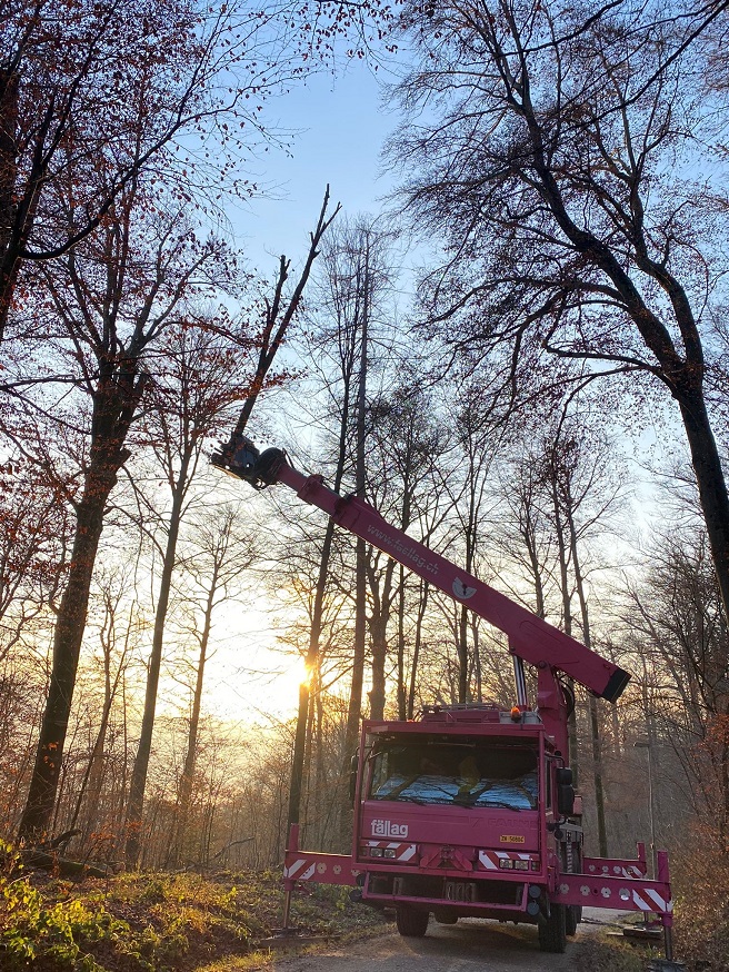 Tree Trimmer im Wald