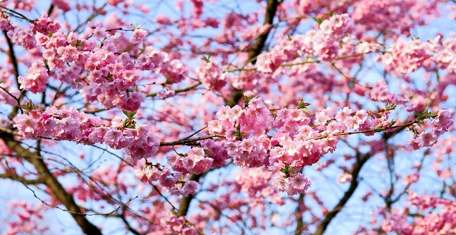 Baumrückschnitt für einen blühenden Frühling