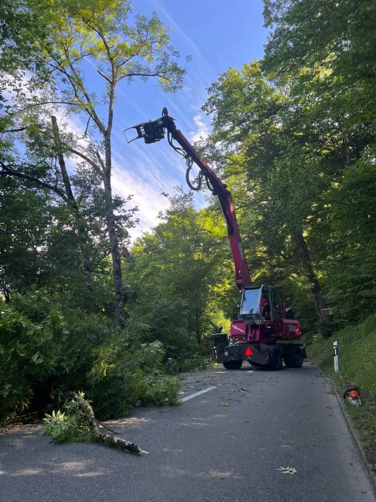 Kranke Esche fällen