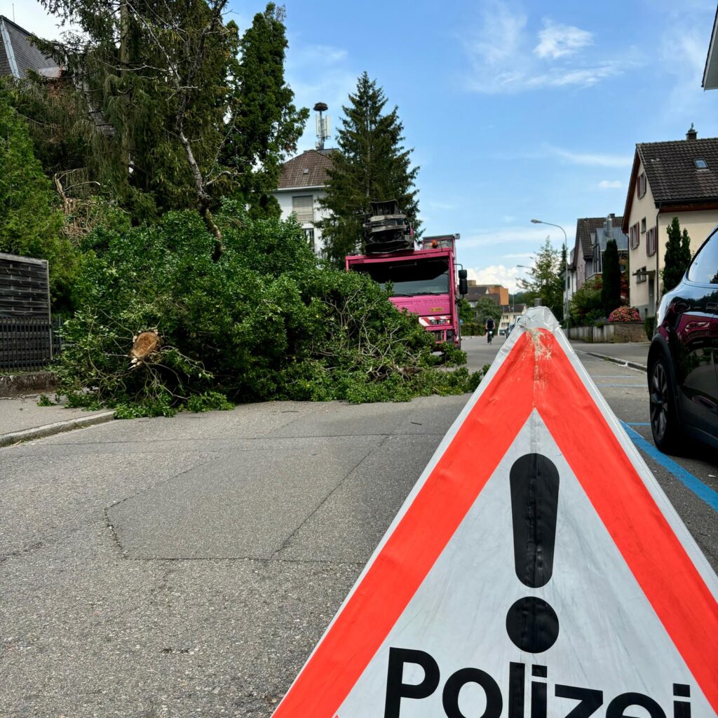 Totholz erkennen & sicher entfernen