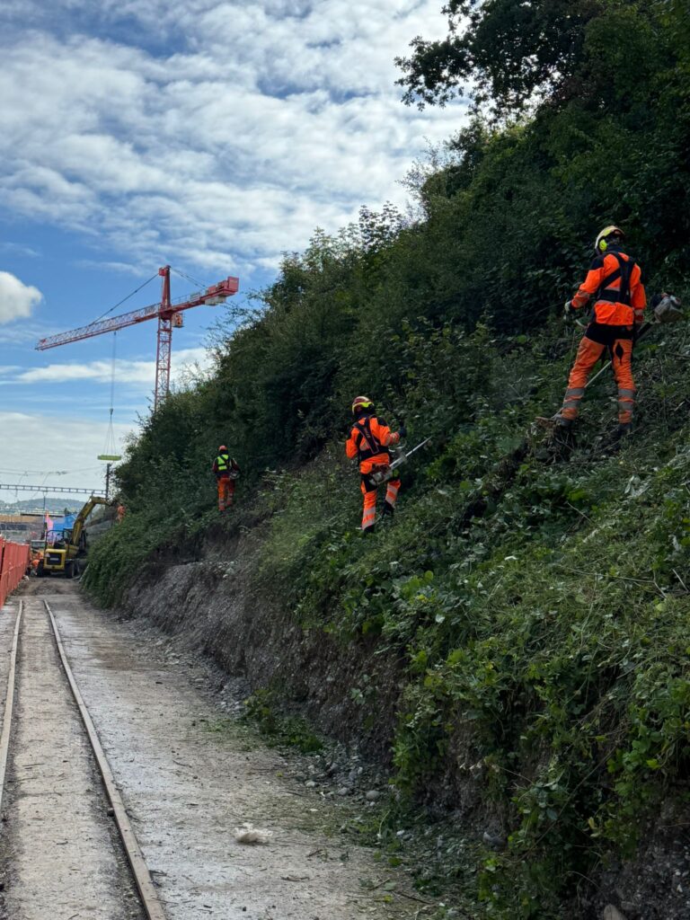 Rodungsarbeiten an einer Böschung in Kloten für Neubau-Gleis
