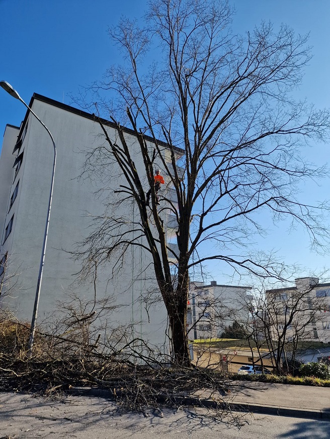 Frühlingsschnitt und Baumpflege bei Laubbäumen durch die Fällag AG