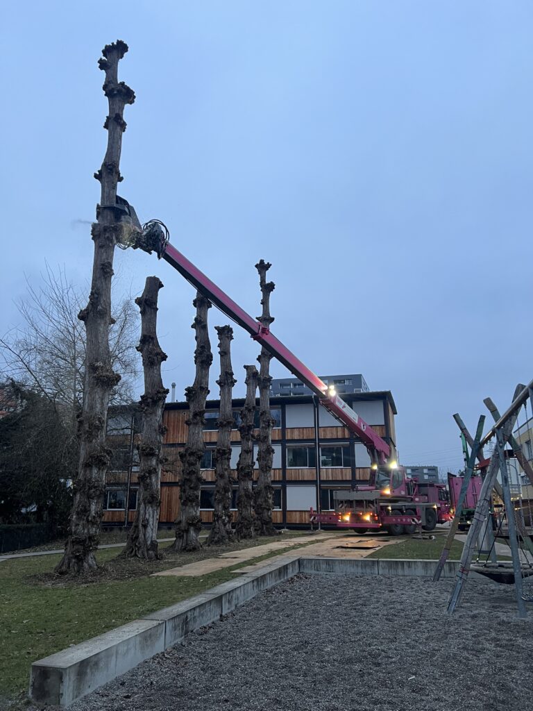 Baumfällung bei gefährlicher Baumfäule