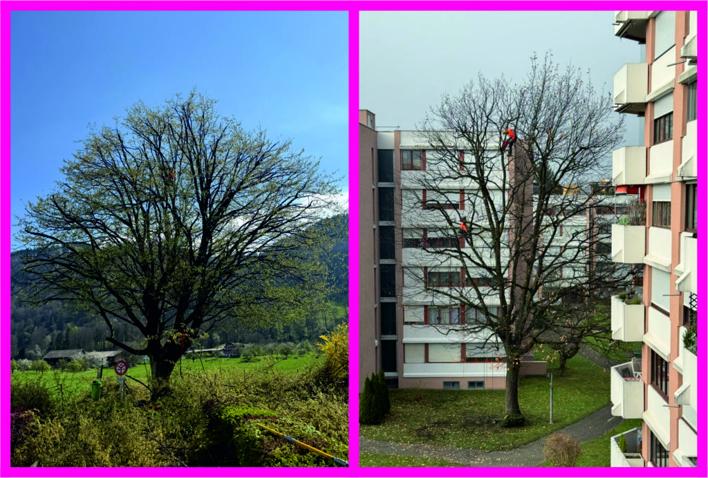 Frühlingsschnitt bei Bäumen, Pflegeschnitt, Baumkontrolle im Frühling