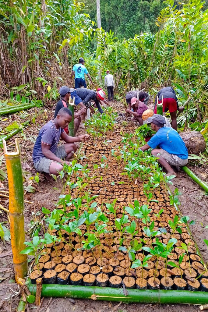 Lokale Mitarbeitende setzen junge Setzlinge in der Baumschule von Forest of Sounds in Madagaskar