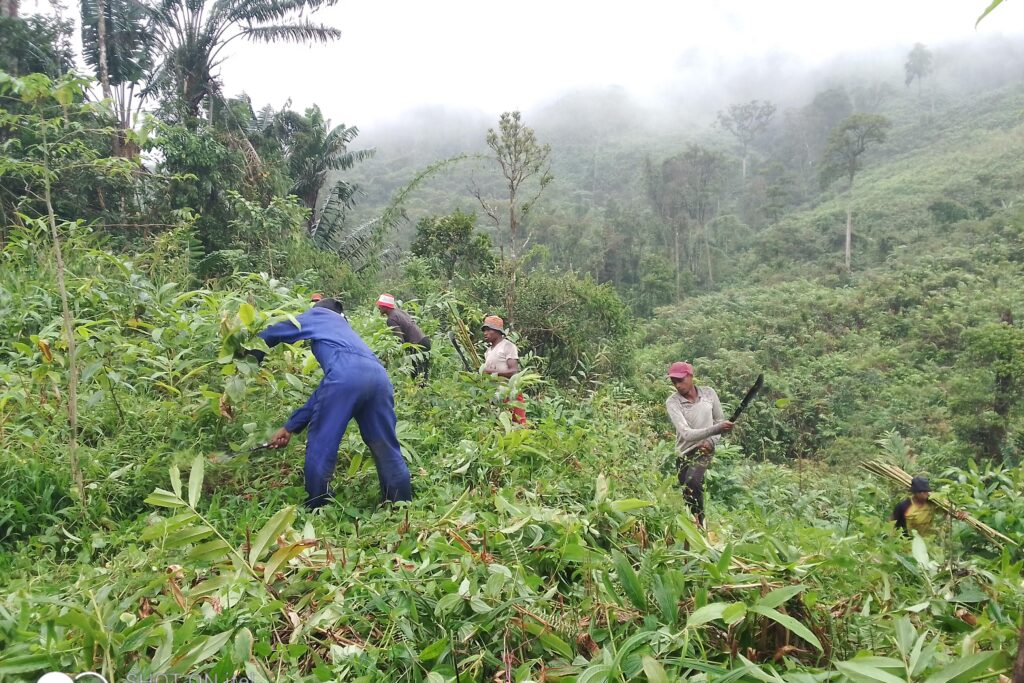 konstante, sorgfältige Arbeit vor Ort, die Forest of Sounds wachsen lässt.
