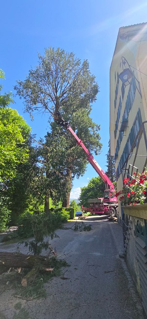 Spezialfällung mit Tree-Trimmer direkt neben einem Gebäude in Wädenswil
