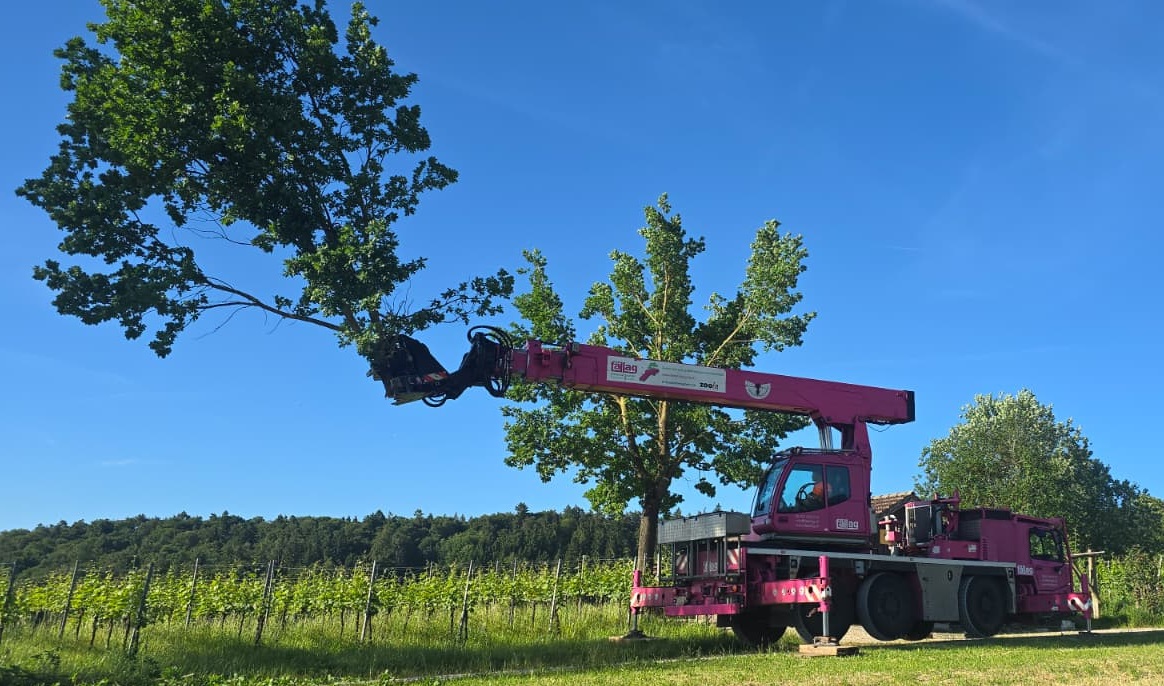 Baumfällung mit Tree-Trimmer in sensiblen Bereich