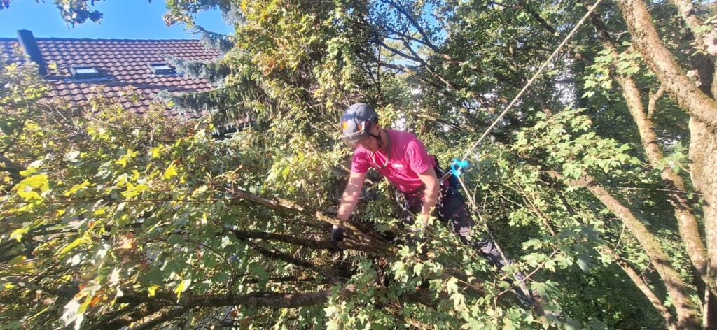 Baumschäden erkennen: Baumcheck nach Hitze