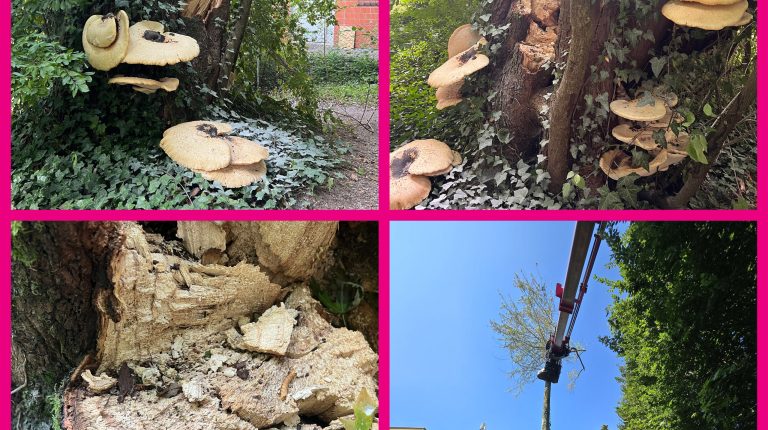 2024.09.19 Pilzbefall
