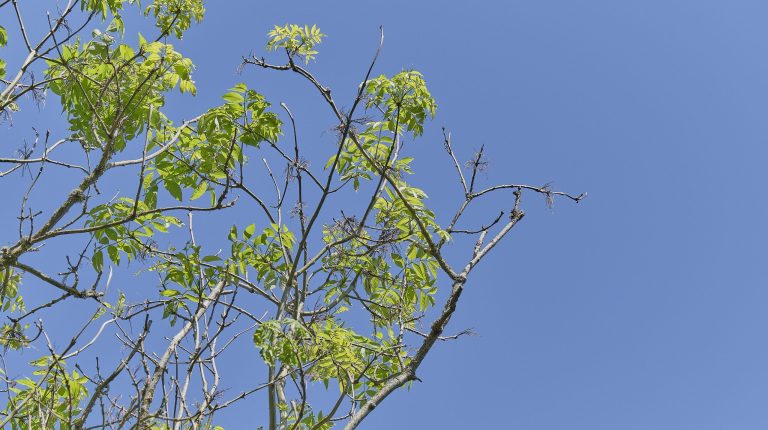 Ash Dieback disease